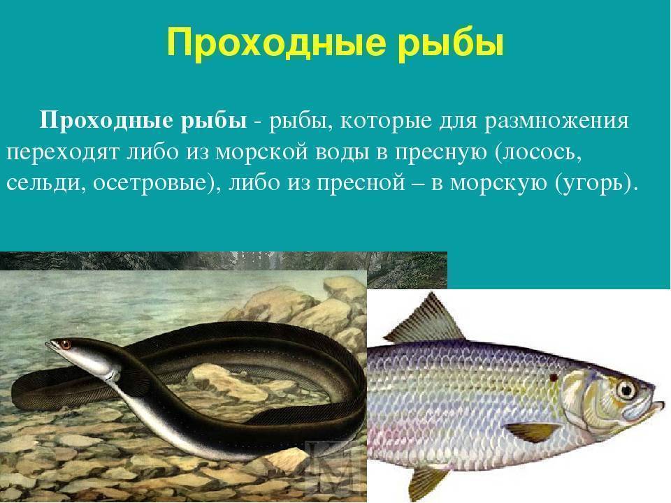 Firstfisher.ru – интернет-журнал о рыбалке и рыболовах.  что нужно знать о нересте у рыб?
