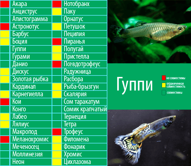 Виды и совместимость аквариумных рыбок. топ-5 популярных рыб для начинающих + 165 фото