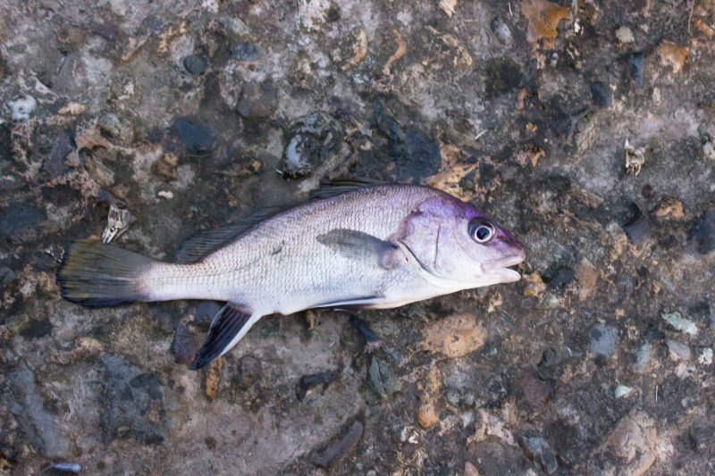 Горбыль — способы ловли, необходимая оснастка и советы как и на что ловить. 85 фото рыбы и видео особенностей ловли