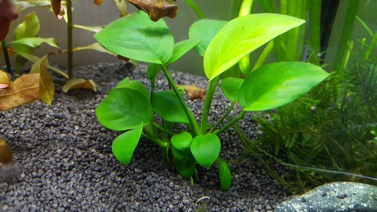 Растение аквариумное анубиас: содержание, фото, видео