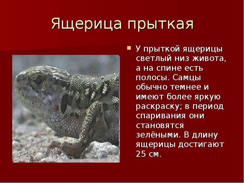 Питание прыткой ящерицы - ответы и советы на твои вопросы