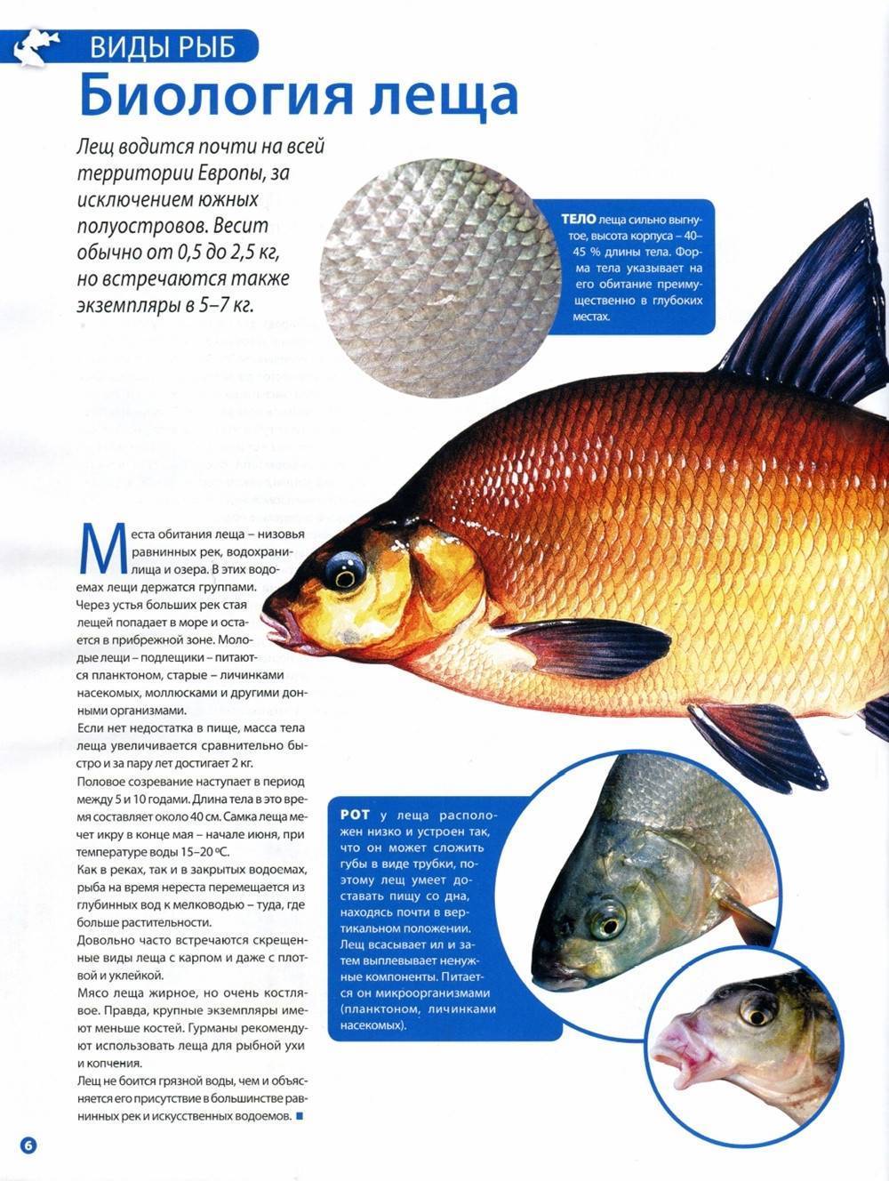 Подробное описание рыбы лещ