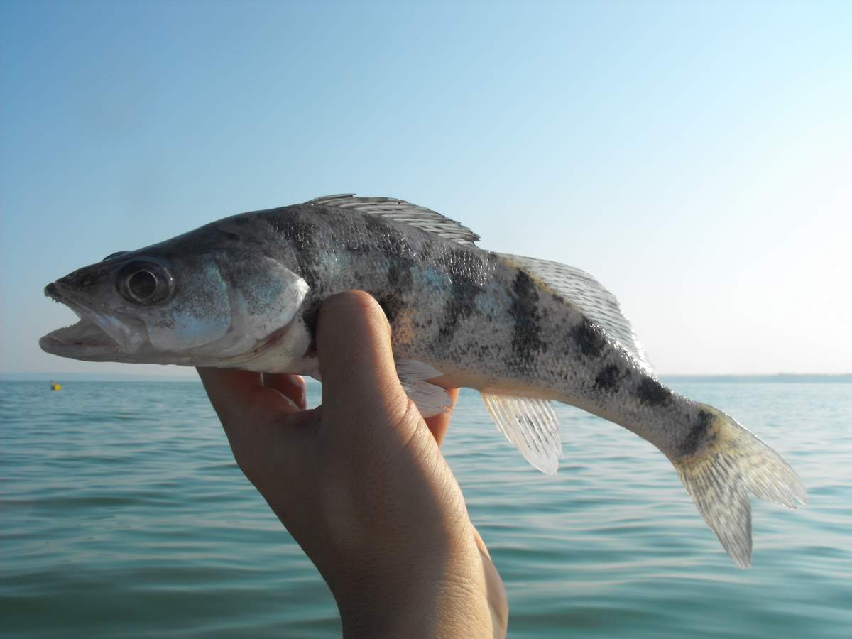 Рыба берш: особенности его ловли и отличия от судака