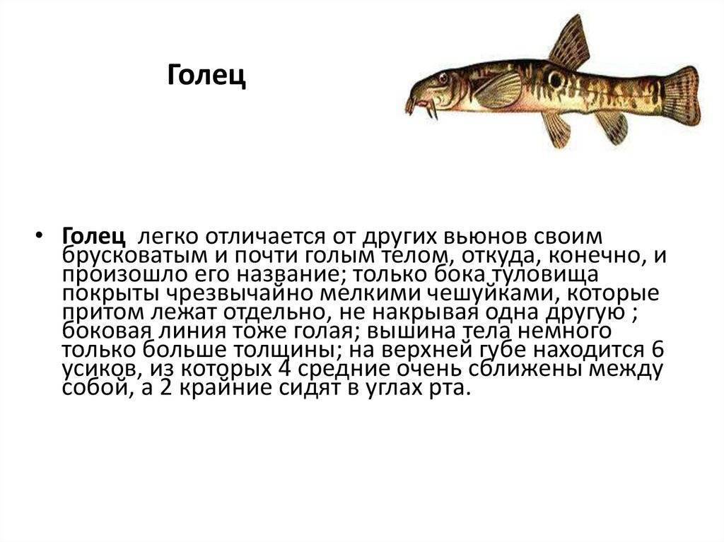 Рыба голец. виды гольцов – рыбалке.нет