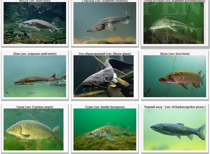 Какая рыба в реке волга. Хищные рыбы реки Волга. Рыбы которые обитают в Волге. Рыбы Саратовской области. Какая рыба водится в Волге фото.