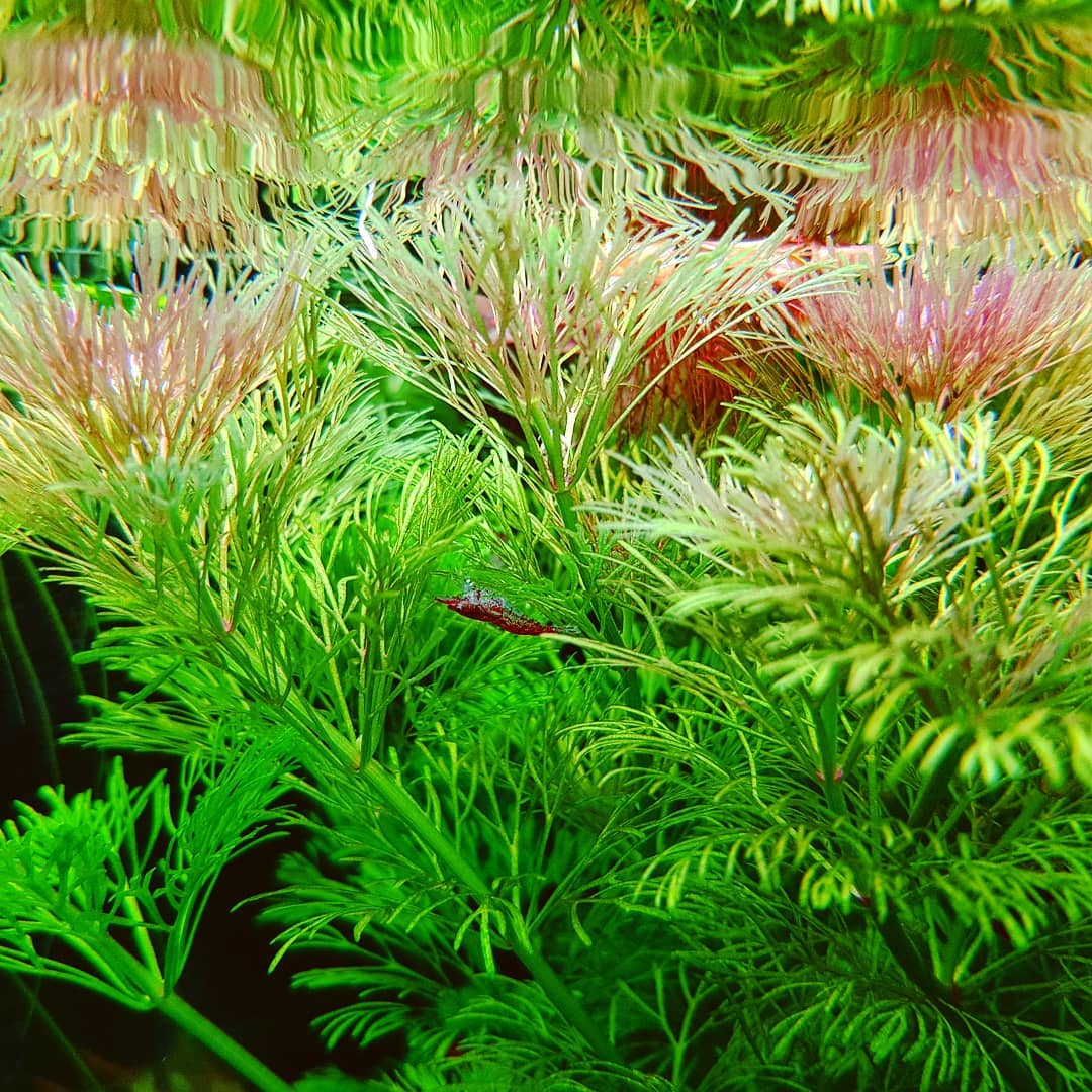 Кабомба: 12 фото аквариумного растения, содержание и уход