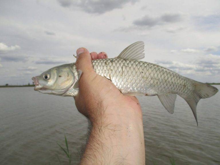 Рыбалка на белого амура фидером: снасть, наживки, прикормка