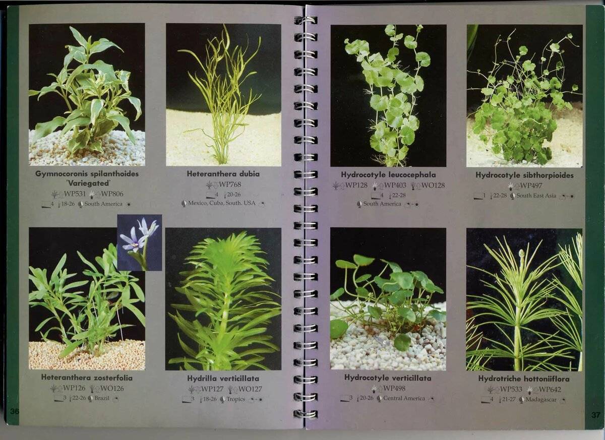 Определитель вида растения по фото