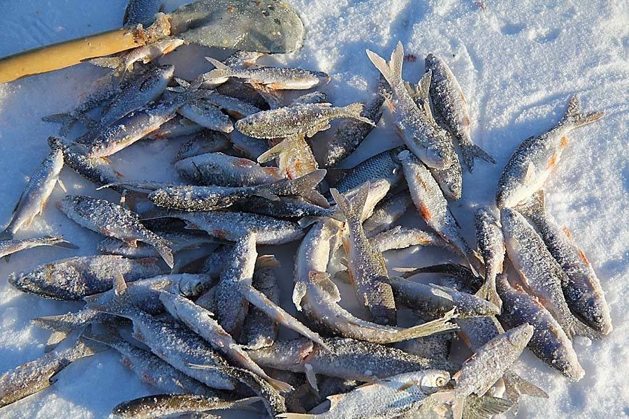 Рыбалка на оби: какая рыба водится, популярные виды для ловли