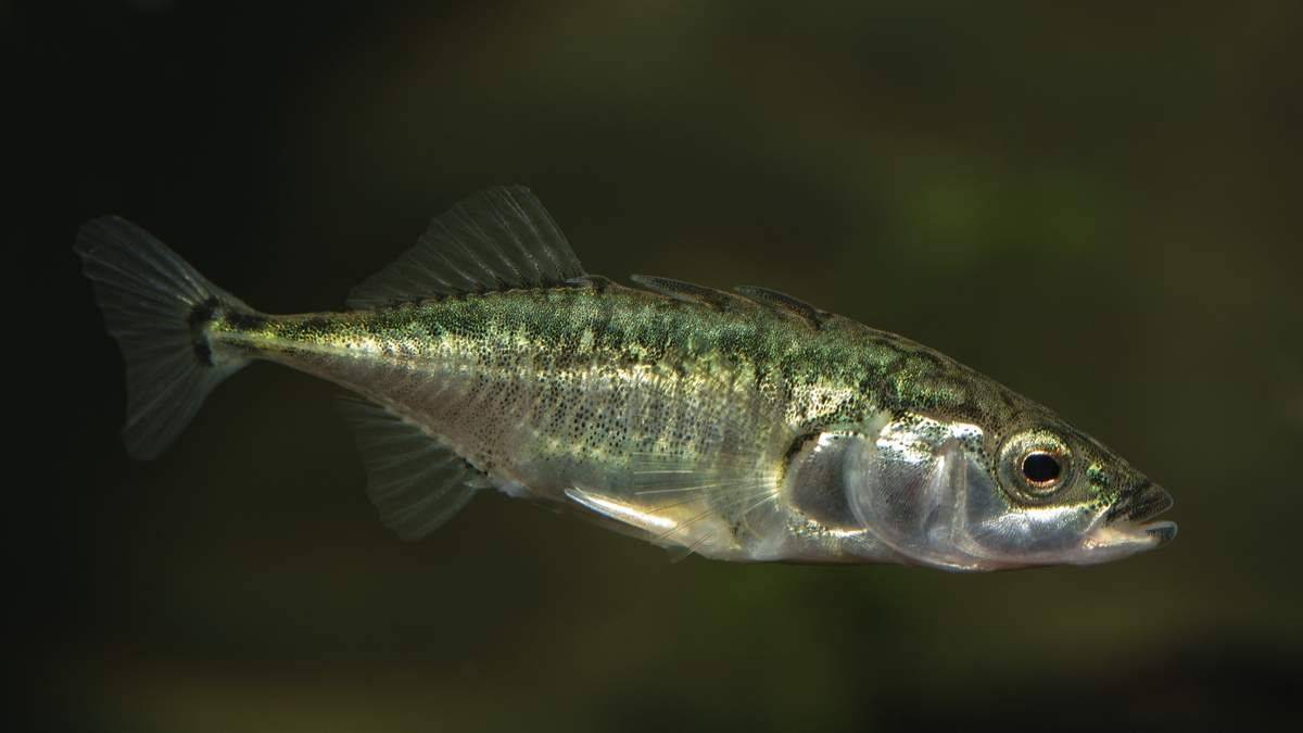 Описание и образ жизни рыбы колюшки, характеристика и особенности трёхиглой колюшки
