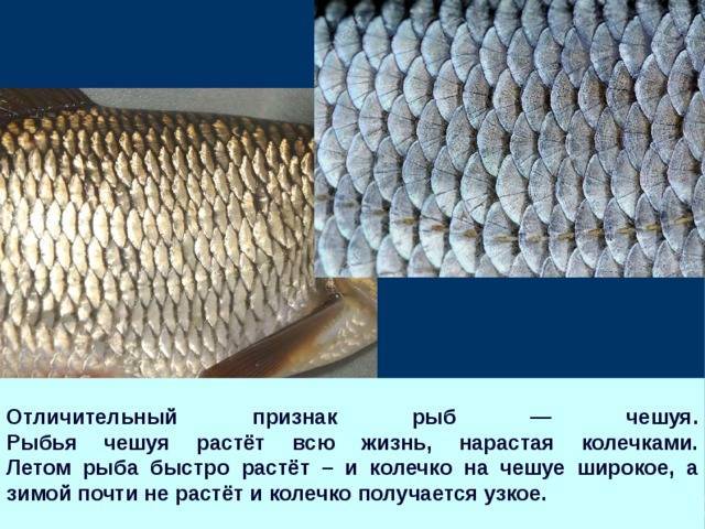 Особенности чешуи рыбы. Ктеноидная чешуя костных рыб. Чешуя 1871г. Строение рыбьей чешуи. Строение чешуйки рыбы.