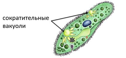 Биология – инфузория туфелька: особенности строения, передвижения и жизнедеятельности, питание, особенности, размножение: схемы и рисунки
