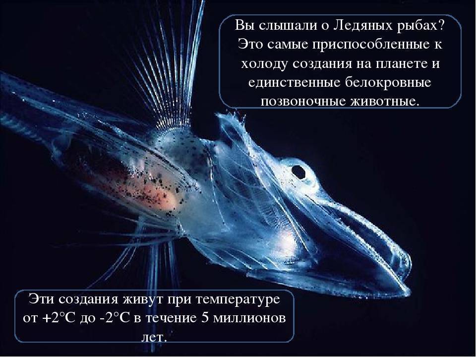 Ледяная рыба: фото, описание, где обитает, цена, рецепты
