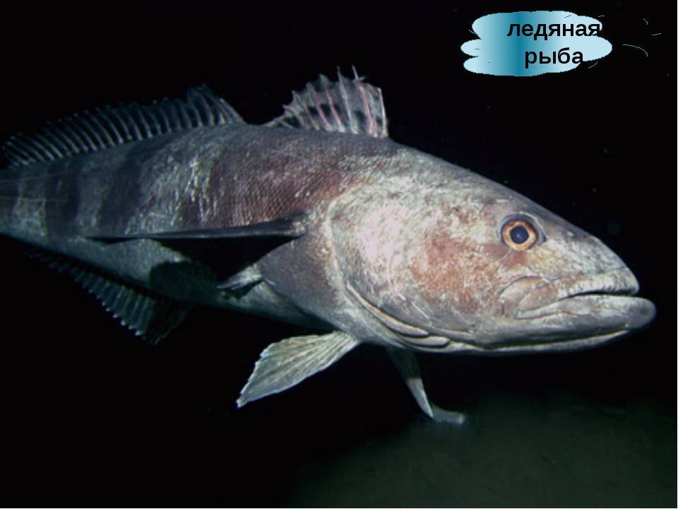 Ледяная рыба (ледянка) / champsocephalus gunnari
