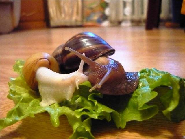 Улитка ахатина ретикулята стандарт. Helix aspersa muller улитка. Виноградная улитка съедобная. Ахатина ретикулята черноголовая. Helix aspersa улитка.