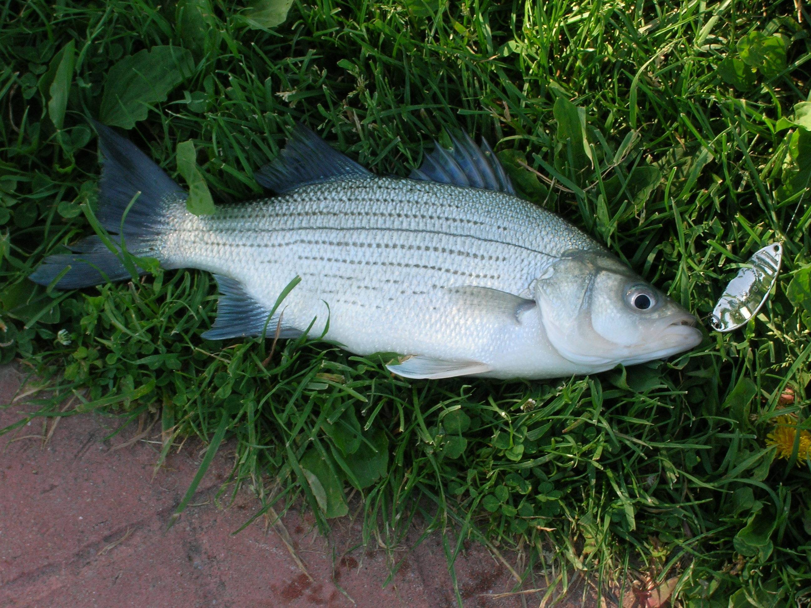 Рыба «Басс белый» фото и описание