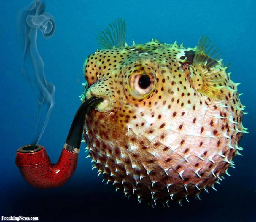 Рыба-шар: содержание и совместимость тетраодона в аквариуме