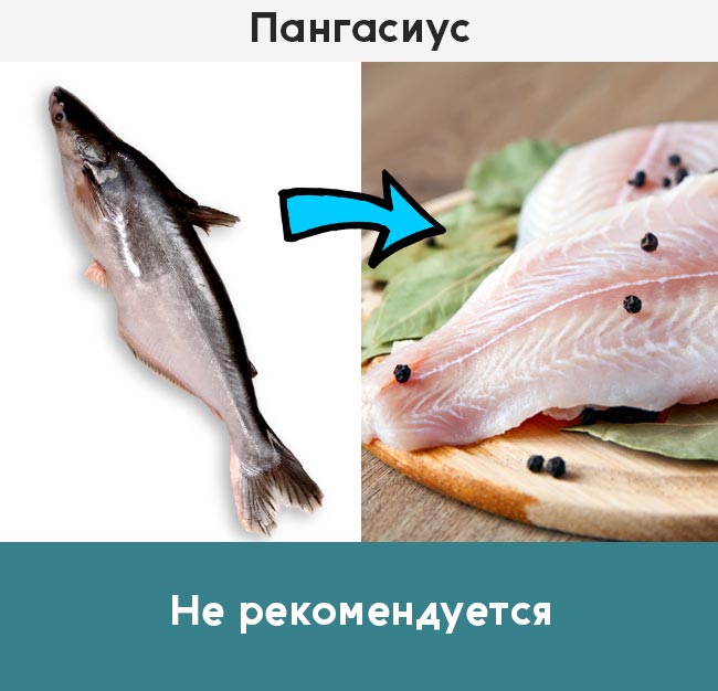 Какая рыба вредна. Рыба которую нельзя есть. Рыба которую нельзя кушать. Какая рыба вредная. Опасные сорта рыбы.