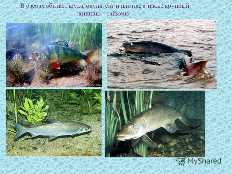 Какая рыба водится в озере. Какая рыба водится в озере Тургояк. Кто обитает в озёрах. Рыбы которые водятся в озёрах. Рыба в озере Тургояк.