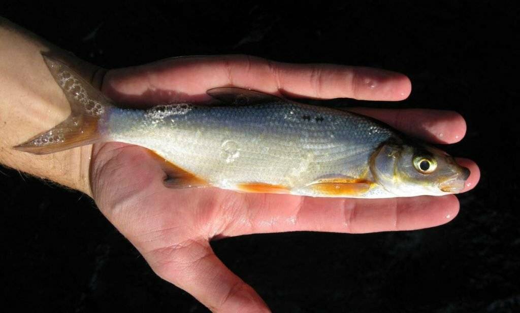 Рыба рыбец: описание, развитие, интересные факты и среда обитания