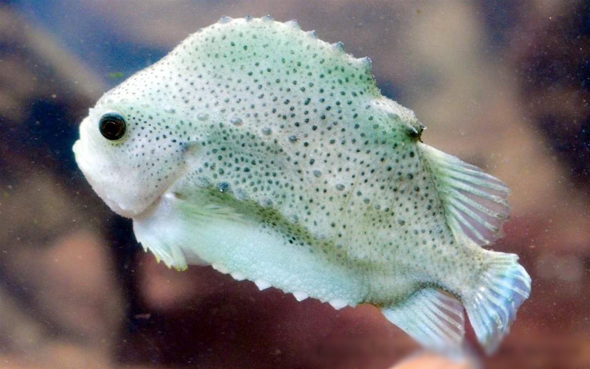 Рыба «пинагор» фото и описание
