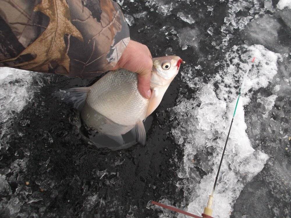 Рыбалка в январе: особенности зимней ловли, необходимые снасти