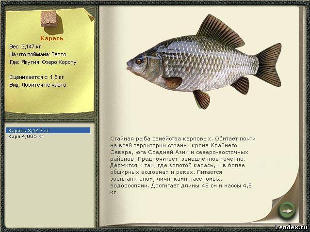 Карась — описание рыбы, польза и вред, как выбрать и рецепты приготовления на ydoo.info