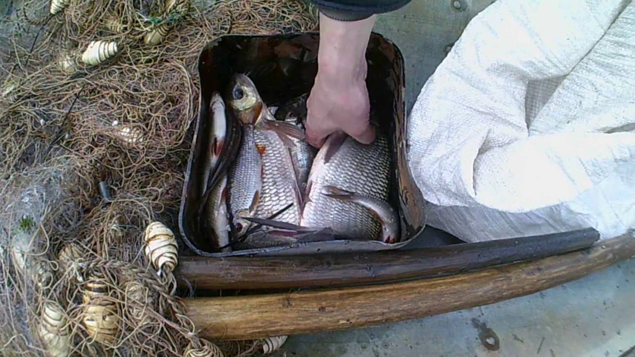 Исповедь браконьера: кто на самом деле губит рыбу в наших водоемах: media news newsland – комментарии, дискуссии и обсуждения новости.