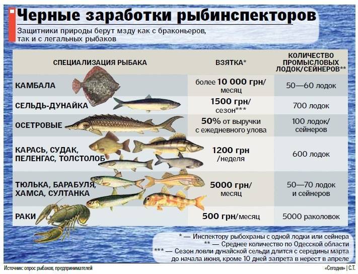 Минимально разрешенные к вылову размеры рыбы в азово-черноморском рыбохозяйственном бассейне