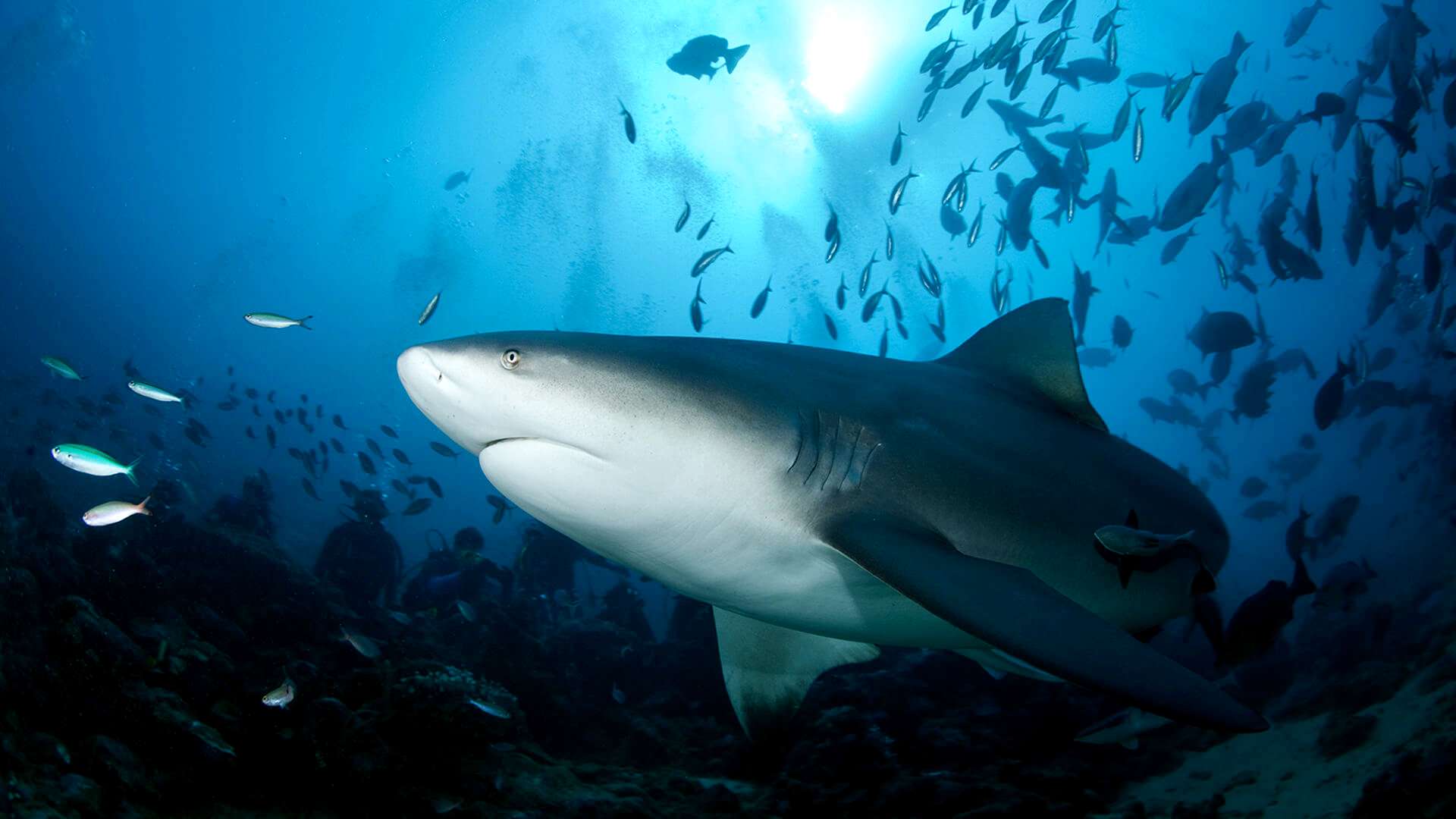 Белая акула - как выглядит и размеры, где обитает, чем питается и другие интересные факты
