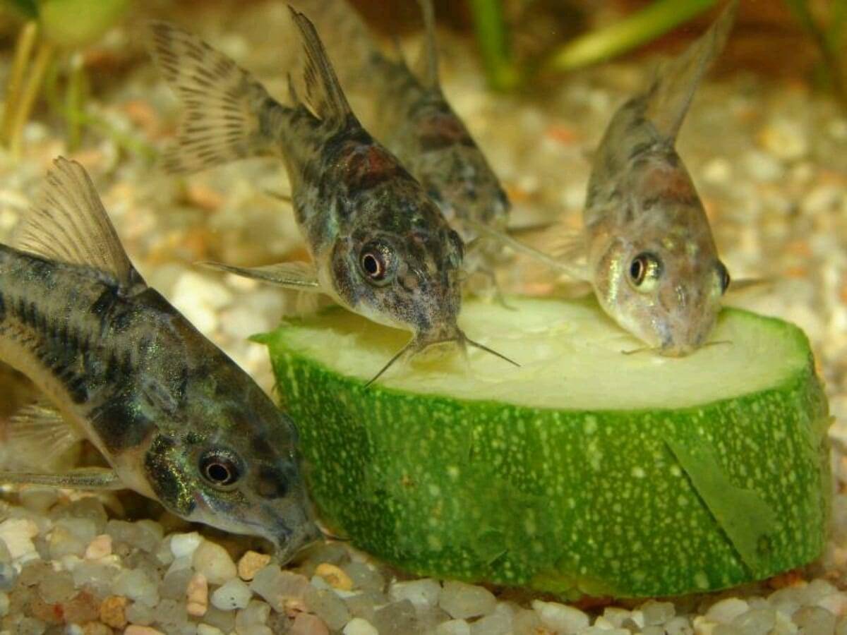 Рыбы едят растения. Крапчатый сомик аквариумная рыбка. Коридорас крапчатый. Сом коридорас крапчатый. Коридорас крапчатый (Corydoras paleatus).