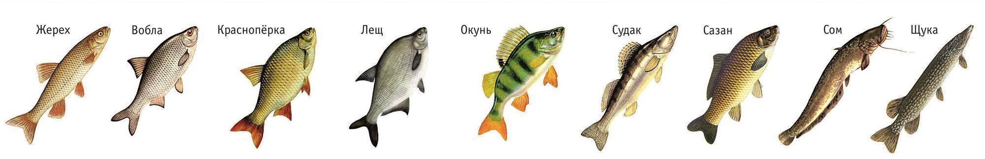 Карп щука судак какой класс. Какая рыба водится в Астрахани на Волге. Какие рыбы водятся в реке Волга. Судак, жерех и берш отличие. Рыба обитающая в Волге.