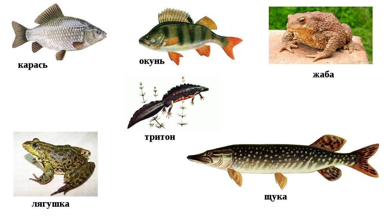 Щука рыба. образ жизни и среда обитания щуки | животный мир