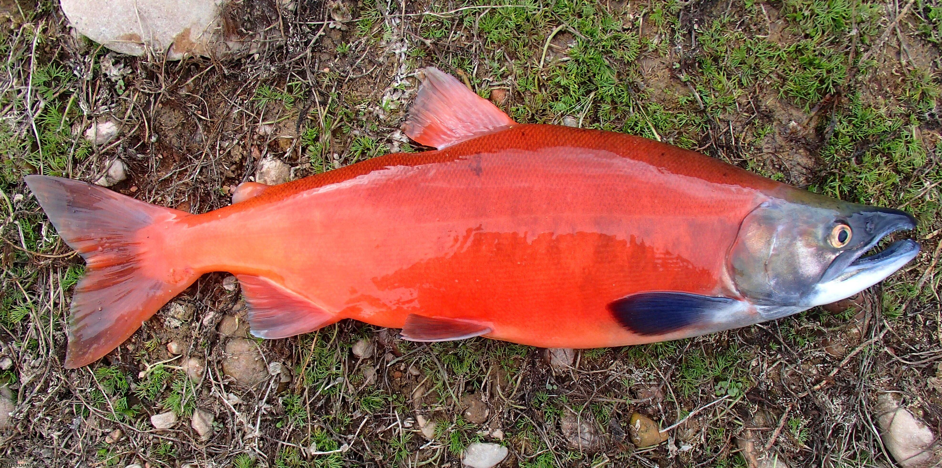 Рыба красная название и фото