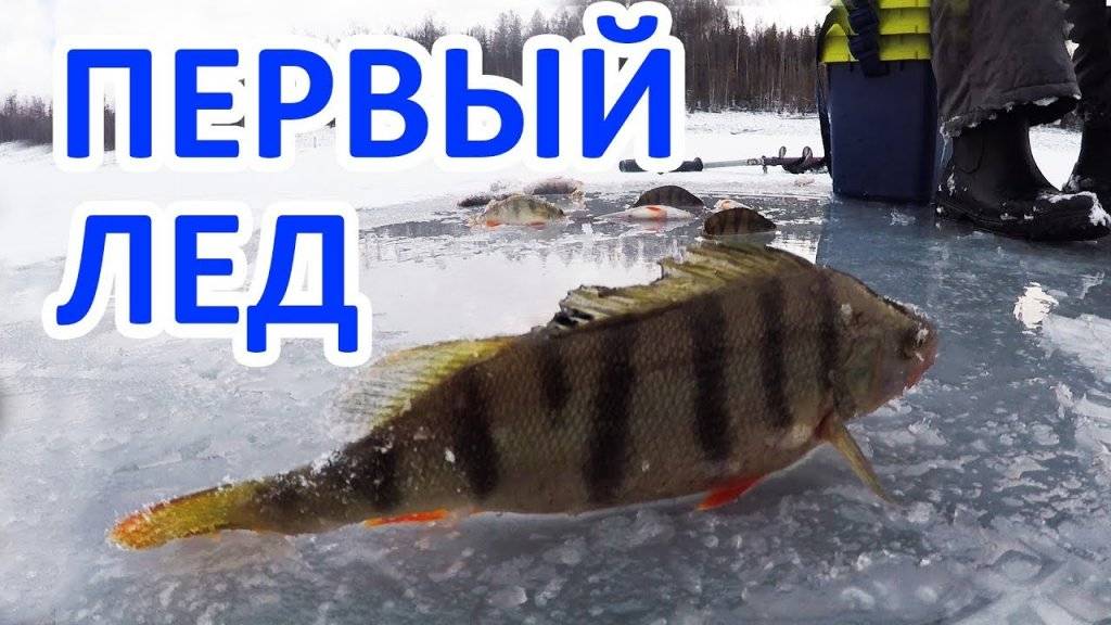 Ловля по первому льду – рыбалка онлайн ? prorybu.ru