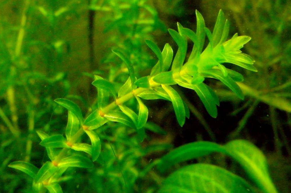 Элодея / на латыни: elodea