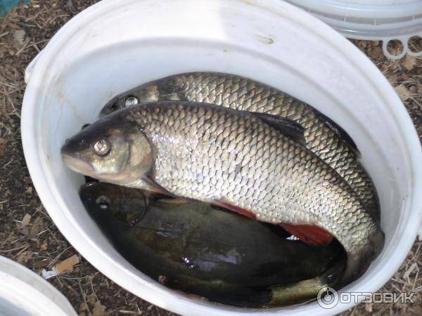 Рыбалка в воронежской области - читайте на сatcher.fish