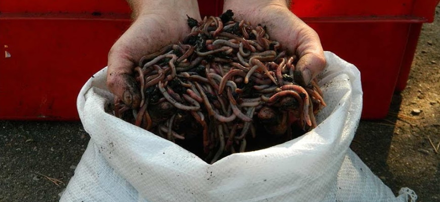 Как сохранить червей для рыбалки на зиму?