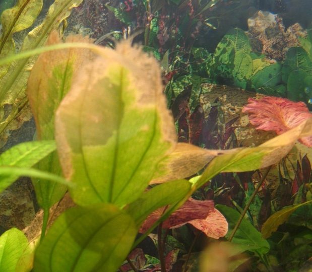 Аквариумные растения, болезни водных растений при дисбалансе макро- и микроэлементов