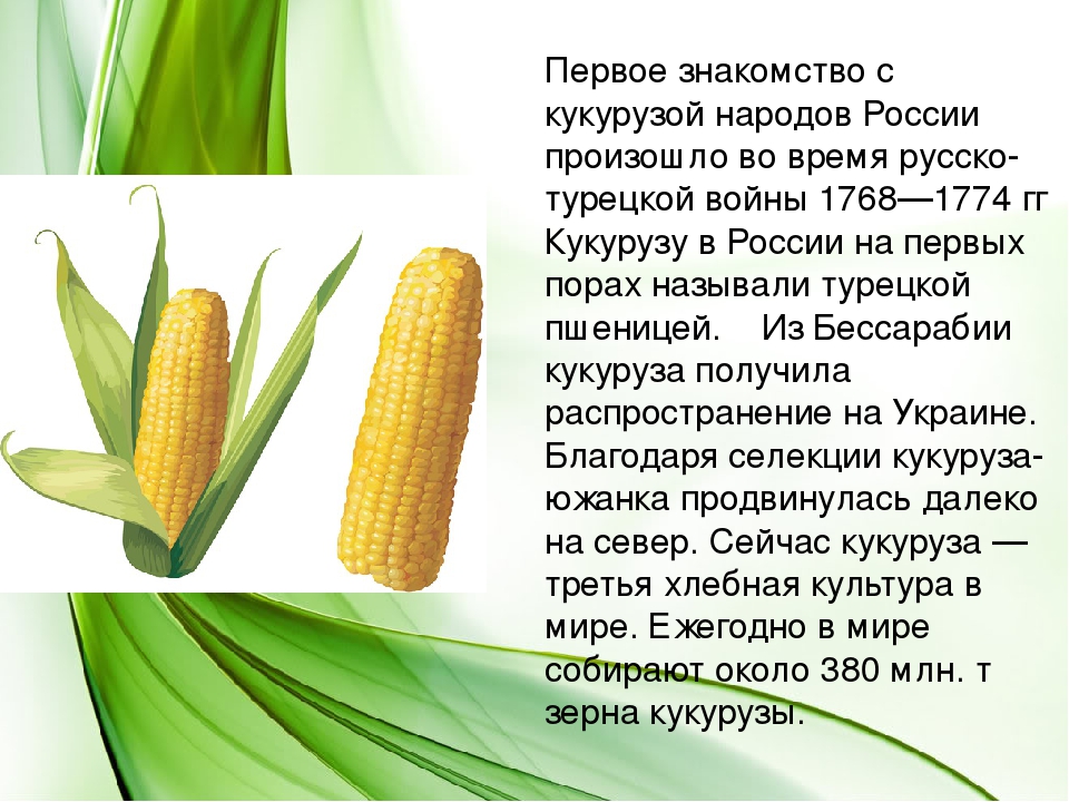 Как сушить кукурузу в домашних условиях, как ее потом варить и сколько, полезные свойства и особенности маиса selo.guru — интернет портал о сельском хозяйстве
