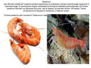 Креветки аквариумные: содержание, уход, размножение, чем кормить и совместимость- ribulki.ru