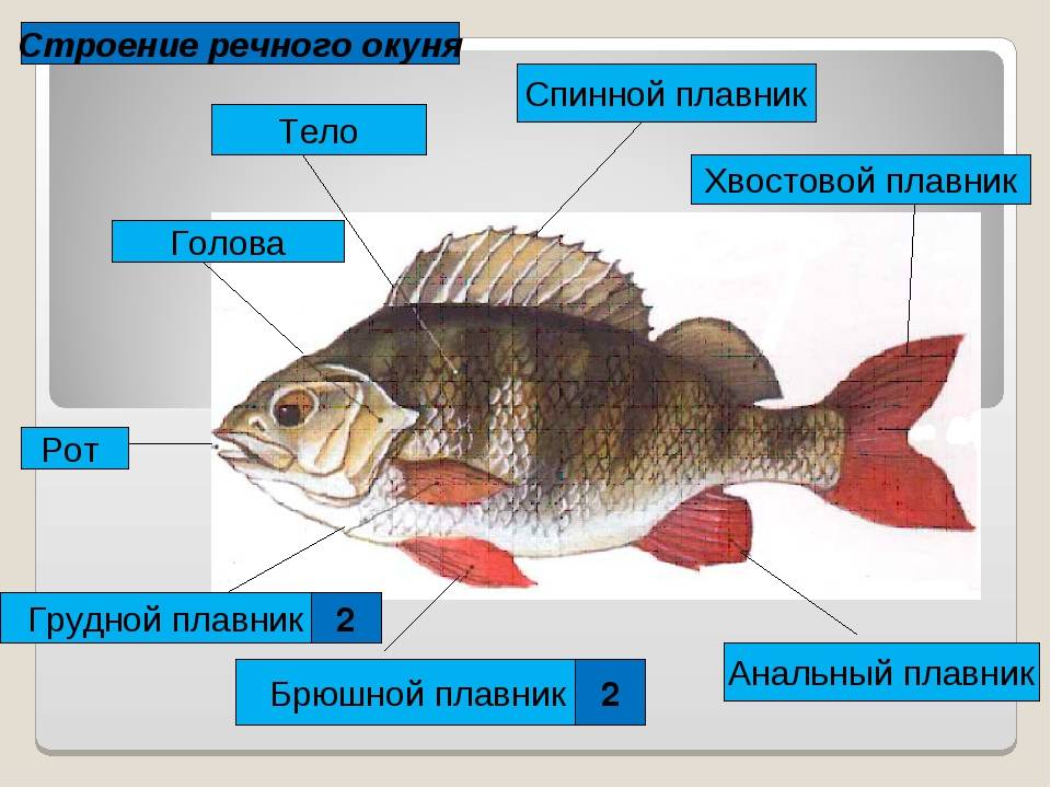 Класс рыбы плавники