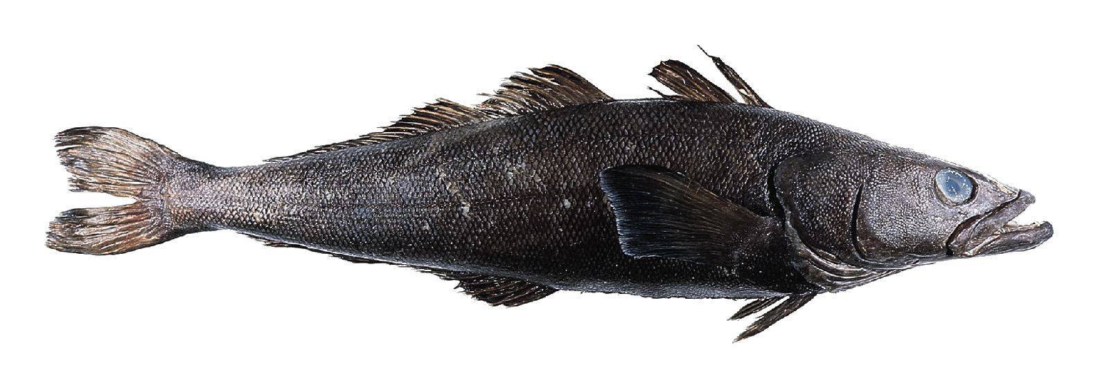 Настоящий «морской волк» — сибас: какова калорийность и ценные качества рыбы?
