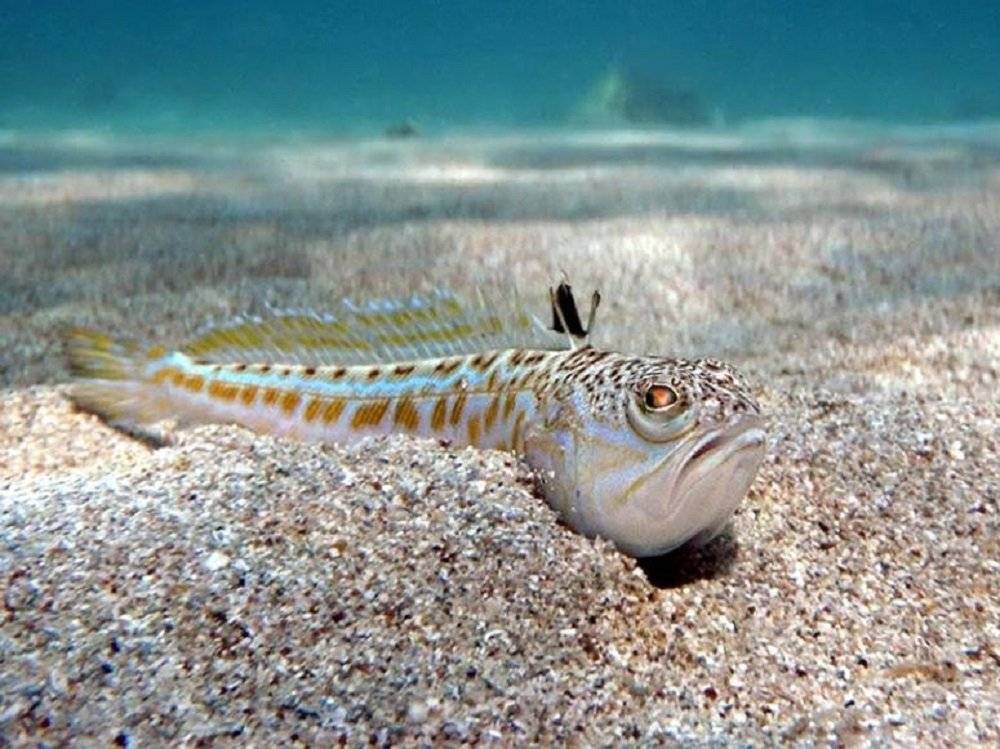 Водятся ли акулы в черном море? опасные виды у крыма
