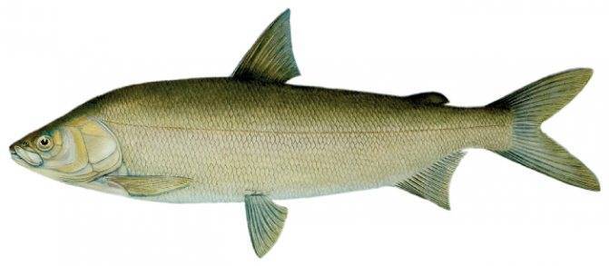 Лососевые виды рыб: описание и хозяйственное значение — cельхозпортал
