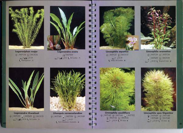 Какие бывают аквариумные растения: фото и название самых неприхотливых видов водорослей с описанием