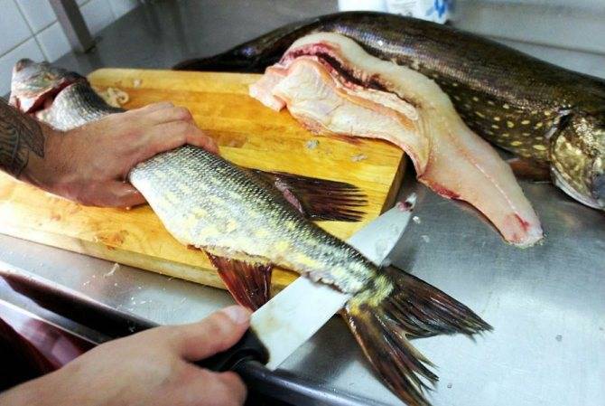 Как очистить щуку от слизи. как почистить щуку – обработка филе. когда рыба нужна для жарки