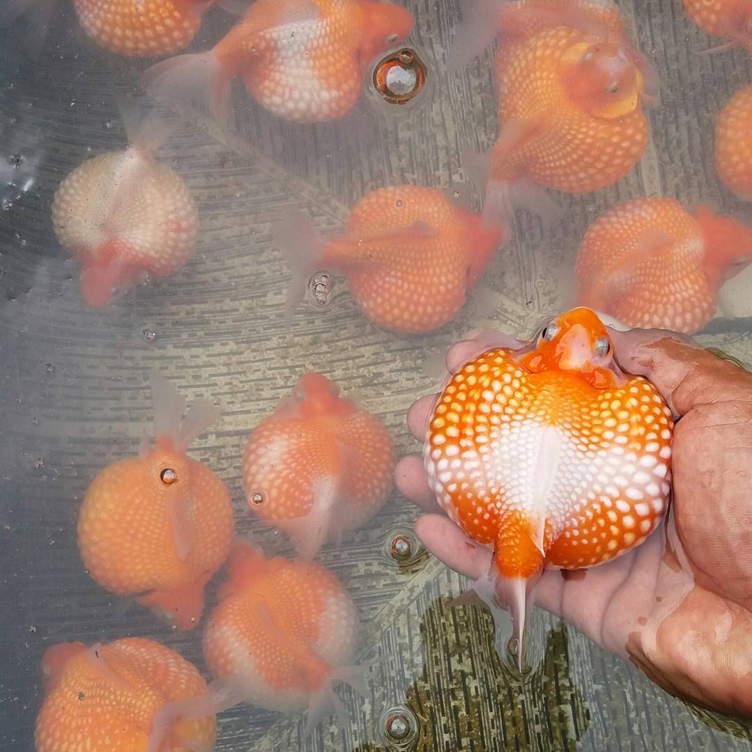Как размножаются рыбки в аквариуме в домашних условиях фото