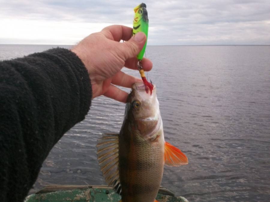 Рыбалка на ладожском озере летом – рыбалка