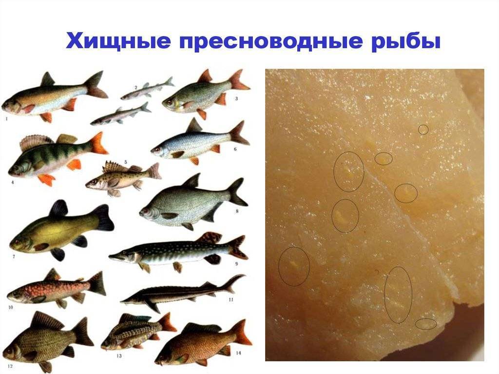 Рыбы фото и описание – каталог морских и пресноводных рыб ???? prorybu.ru